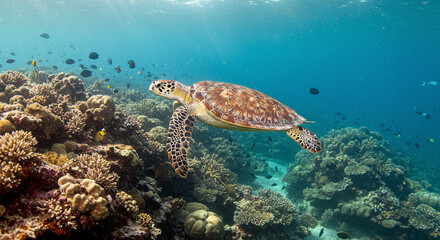 Fototapeta premium Swimming Sea Turtle Near Coral Reef Underwater Scene
