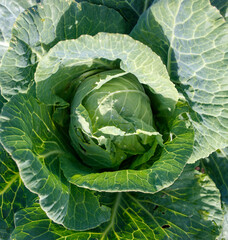 Fototapeta premium A large green head of cabbage with a few holes in it