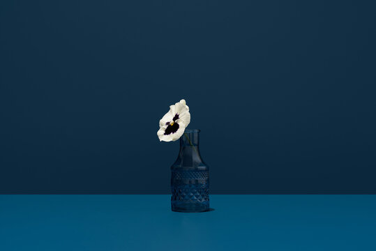 White pansy flower in a textured vase against a blue background