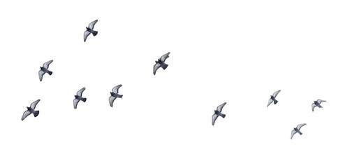 A flock of birds flying in a line