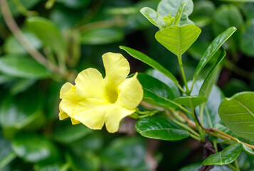 A yellow flower with a green stem