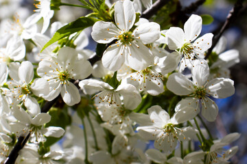 Delicate white blossoms bloom vibrantly in spring sunlight, creating a serene atmosphere filled with nature's beauty and fresh beginnings