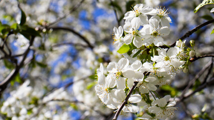 Delicate white blossoms create a stunning display under the vibrant blue sky during springtime in a peaceful garden setting