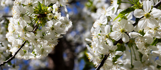 Cherry blossoms in full bloom against a brilliant blue sky, capturing the essence of spring's arrival and nature's beauty in the garden