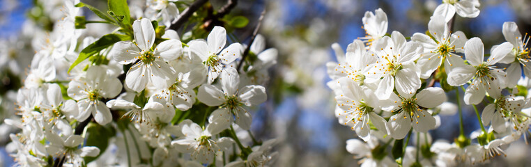 Blossom of cherry trees flourishes under the bright spring sun, displaying nature's delicate beauty and vibrant life