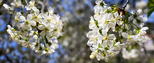 Blooming cherry blossoms adorn a bright spring day, symbolizing renewal and beauty in nature's embrace under blue skies