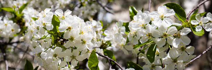 Blooming white flowers adorn branches in a serene forest during the vibrant spring season