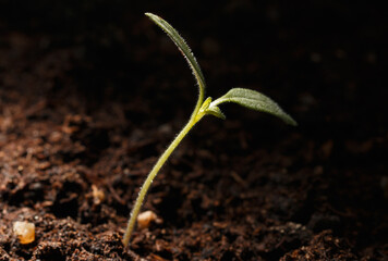 A small green plant is growing in the dirt