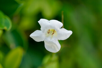 Asystasia gangetica Anderson, Asystasia gangetica L T Anders or  Baya or Chinese violet or Coromandel or Creeping foxglove or  Ganges Primrose or  Variegata or Yaya or white flower