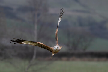 A Red Kite is captured in flight towards the camera. It is flying low with its wings spread upwards