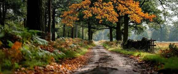 Autumnal Forest Path
