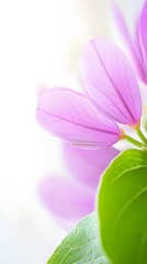 Closeup Delicate Pink Flower Petals Green Leaf