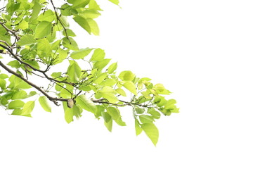 Millettia pinnata tree. It is a species of tree in the pea family Fabaceae. Its other names  Pongamia pinnata, Indian beech and Pongame oiltree. Oil is extracted from its seeds. Ayurvedic medicine.