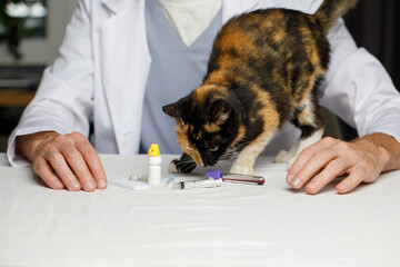 Domestic cat at animal hospital with veterinarian for medical exam