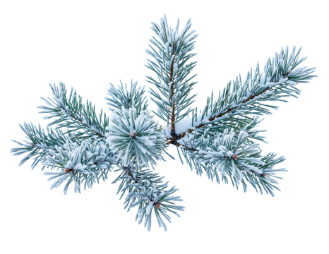 Snow-Covered Pine Branch Isolated on Transparent Background