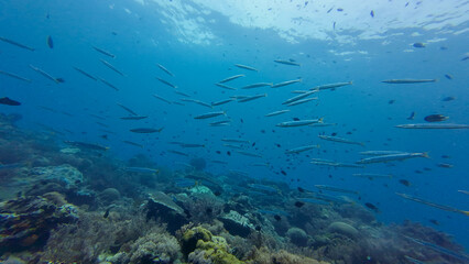 Barracudas over a coral reef in the water column. A school of barracudas swims in clear transparent water among a coral reef.