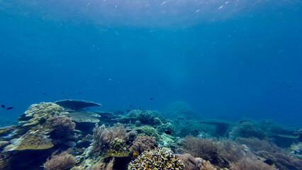 Coral reef in the water column. View of colorful coral reef in clear transparent water. Ocean in...