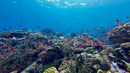 Picturesque coral reef with fish underwater. View of colorful coral reef and hundreds of small tropical fish in clear transparent water.