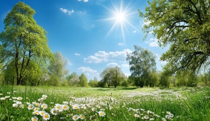 Sunlit Meadow: Daisies Bloom in Vibrant Spring Landscape with Lush Greenery Under a Clear Blue Sky