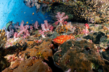 Coral Grouper in a Colorful Coral Cave