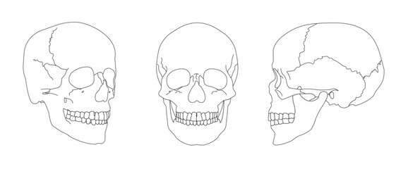 Human skull different perspectives