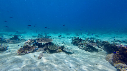 View of the ocean floor. A small coral reef on the sandy sea bottom underwater and sun rays passing...