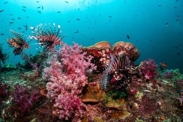 Pair of Lionfish Swimming over Vibrant Coral Reef