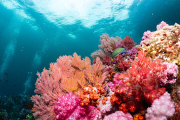 Orange Sea Fan Coral with Parrotfish in Pristine Reef