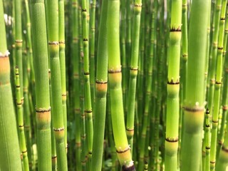 Background of green field horsetail.