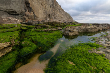 Green algae growing on rocks at magoito beach in sintra, portugal