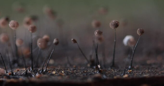 Slime molds. Mysterious creatures of nature. Natural background.