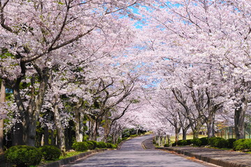Japanese Cherry Blossom Pathway