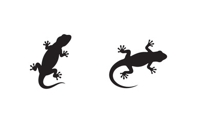 gecko on a white background