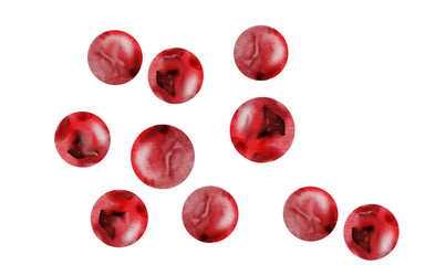 Pink peppercorns watercolor. Hand drawn dried pepper. Clip art on a white background of hot spices. Ideal for cookbooks, menus and organic product packaging