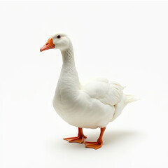 Single White Goose Isolated on White Seamless Studio