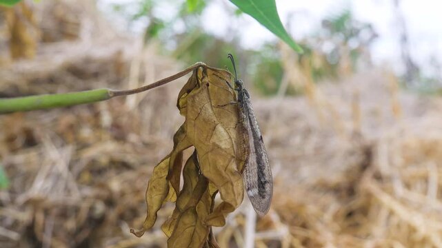 Lion ant (Myrmeleon formicarius, imago) on a dry brown leaf on undisturbed sandy lands near the Sea of Azov
