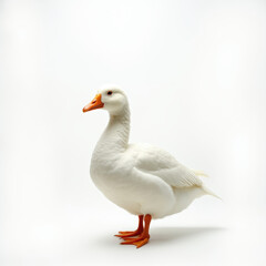 Graceful Goose with Long Neck Looking to the Right