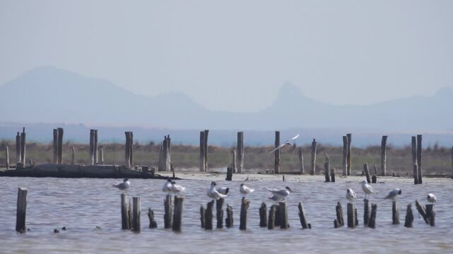 Sandwich terns (Thalasseus sandvicensis) are resting on an old stockade in the middle of the lake