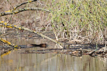 Red water rat in the Staritsa River near the village of Agro-Pustyn, Ryazan Region. Red muskrat