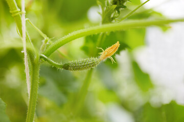 The ovary of a small cucumber grows in a greenhouse