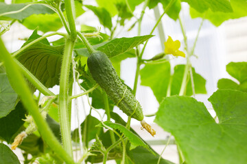 Green cucumbers grow in a greenhouse.