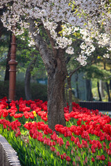 벚꽃 아래 빨간 튤립
