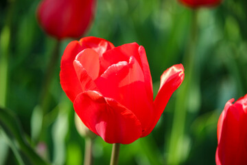 빨간 튤립