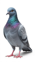 Solitary Pigeon Perched on White Seamless Backdrop