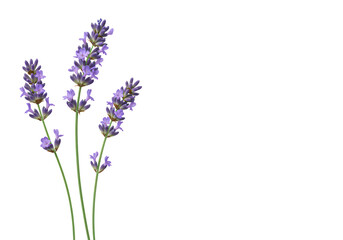 Bunch of fragrant purple lavender flowers isolated on white background – ideal for aromatherapy, relaxation, wellness, and botanical design themes.

