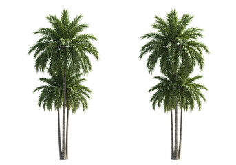 Pair of lush tropical coconut palm trees isolated on white background for vacation, nature, or tropical design concepts