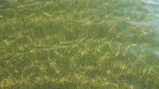 Small crustaceans Brine shrimp (Artemia salina) breed in the shallow waters of the hypersaline lake in large numbers. Lake Sivash as a rotten and dead sea
