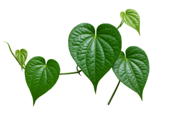 Fresh green heart-shaped leaves on vine, isolated on white background, ideal for eco themes, nature backgrounds, or herbal and botanical designs.

