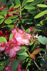 Closeup of pink Rhododendron flowers, Derbyshire England
