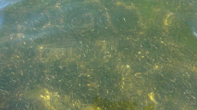 Small crustaceans Brine shrimp (Artemia salina) breed in the shallow waters of the hypersaline lake in large numbers. Lake Sivash as a rotten and dead sea
